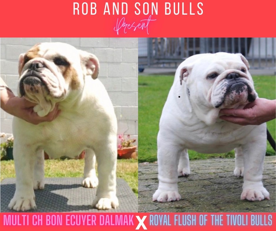 des Rob and son bulls - Mariage confirmé de CH.Dalmak et de Royal Flush of Tivoli Bulls