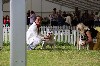  - Birmingham National Dogshow UK - Théo 4eme VHC Yearling Class