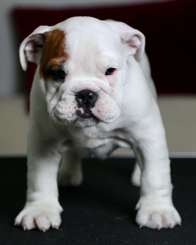 des Rob and son bulls - Chiots disponibles - Bulldog Anglais